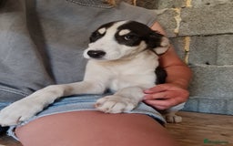 Mixed Breed dogs for adoption: OTIS - a Handsome and gentle boy for a Loving Home - Image 19