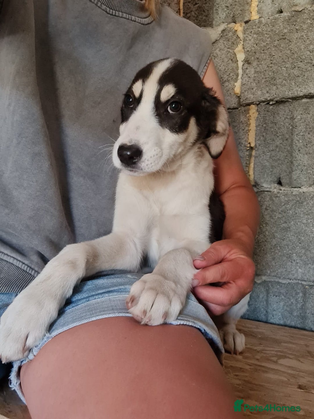 Mixed Breed dogs for adoption: OTIS - a Handsome and gentle boy for a Loving Home - Image 19