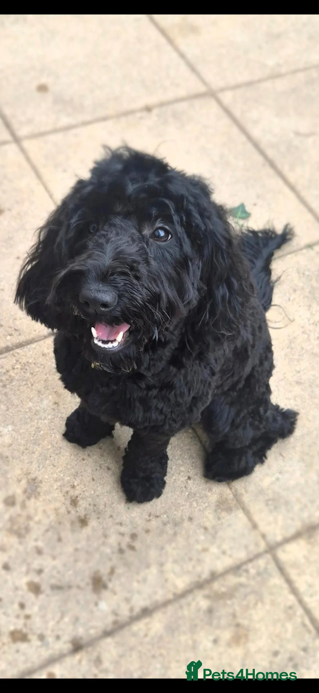 Cockapoo dogs for sale: Beautiful F1B Cockapoos 🐶 - Advert 2