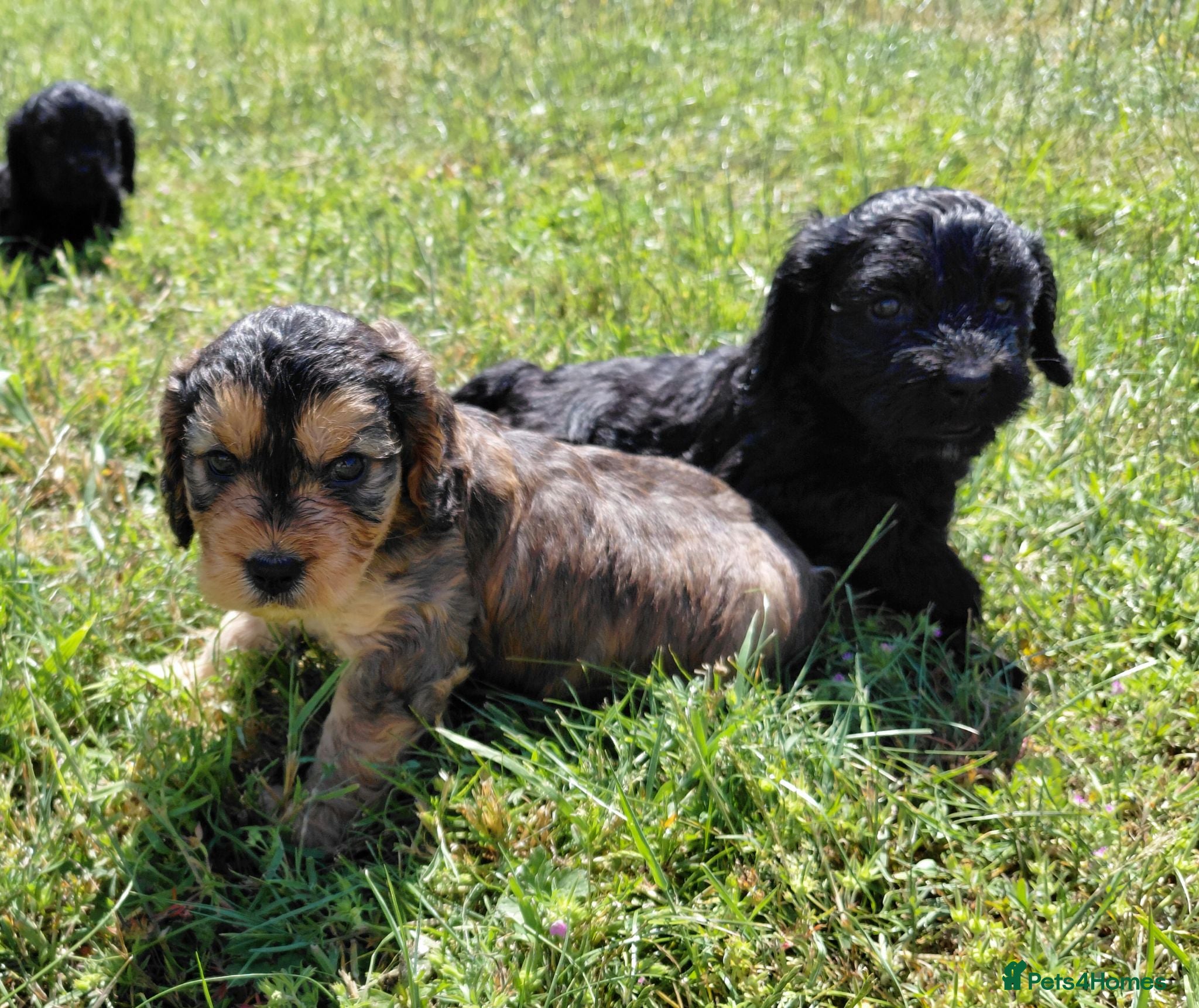 Cavapoo dogs Fluffy Cockalier-a-Poo Puppies – Ready Soon! - Advert 1