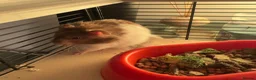 Hamster rodents for sale: Syrian hamster  in Plymouth - Advert 3