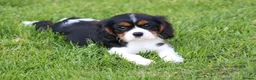 Cavalier King Charles Spaniel dogs for sale: Beautiful Cavalier King Charles Spaniel puppies - Advert 13