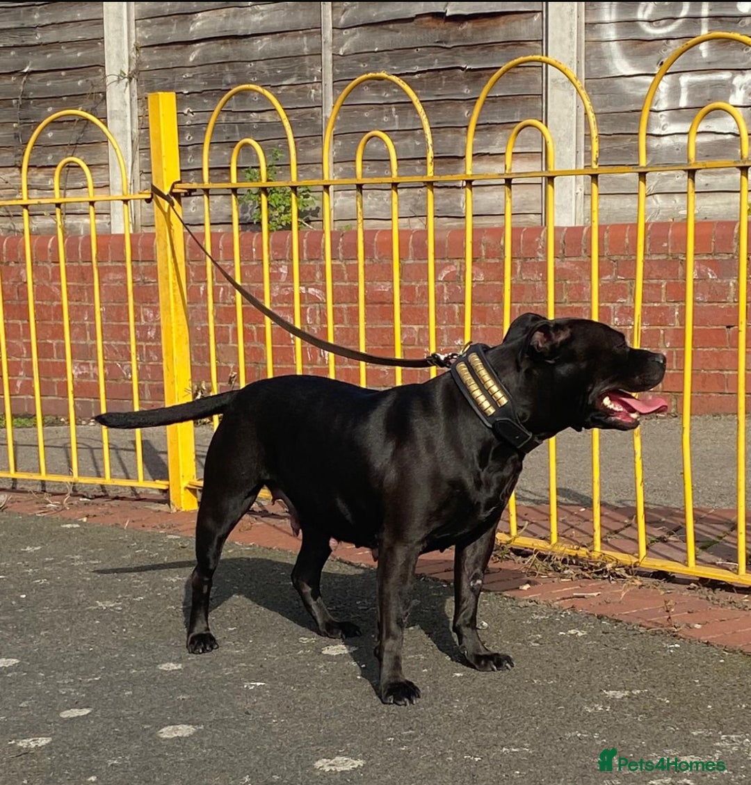 Staffordshire Bull Terrier dogs for sale: True Example Staffordshire bull Terrier Puppies KC - Image 3