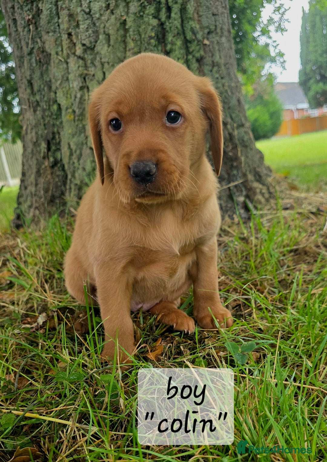 Labrador Retriever dogs for sale: Fox red labrador puppies - Image 7