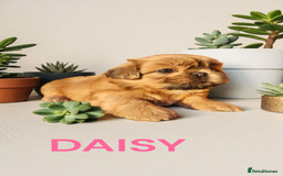 Shih Tzu dogs for sale: 💕🐶💕 STUNNING SHIH TZU 💕🐶💕 - Image 5