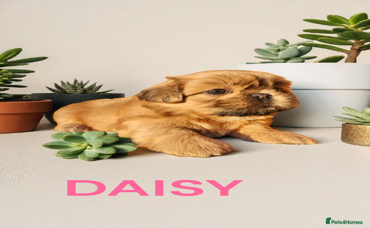Shih Tzu dogs - Advert 1