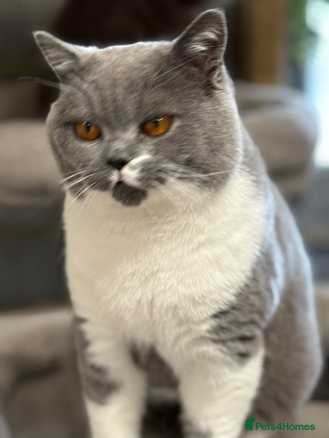 British Shorthair cats for stud: Stunning Blue & White Bicolour for Stud  - Image 4