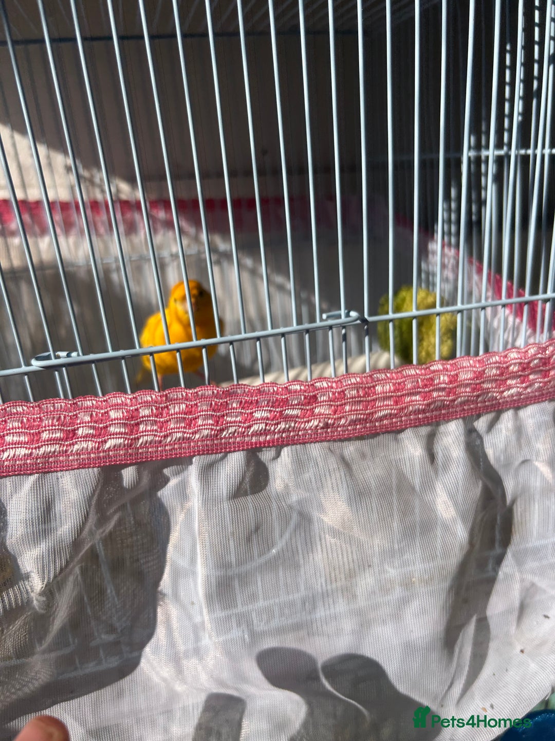 Canaries birds for sale: Canaries  - Image 9