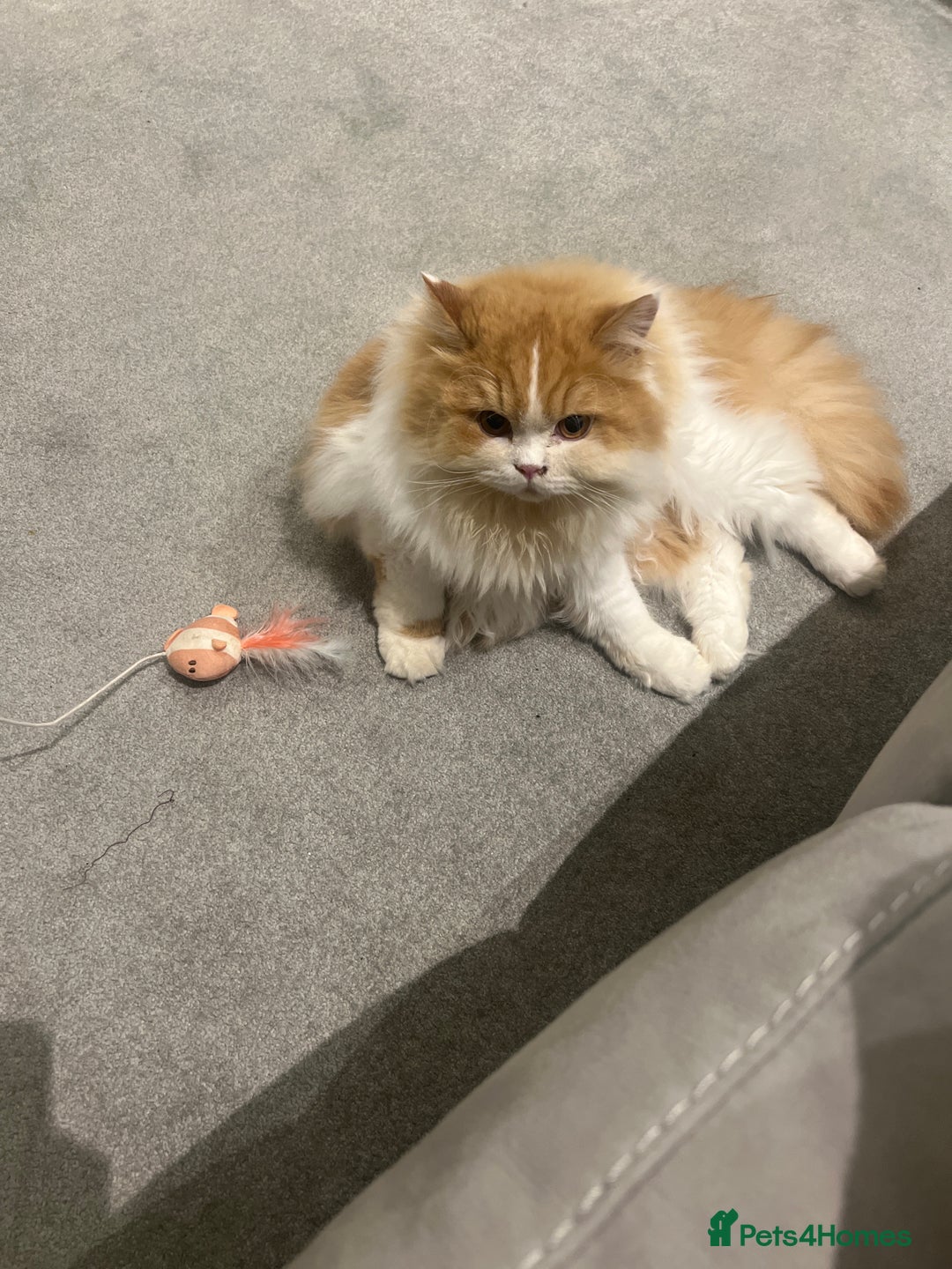 British Longhair cats for sale: British Longhair Pedigree Male – Rehoming - Advert 3