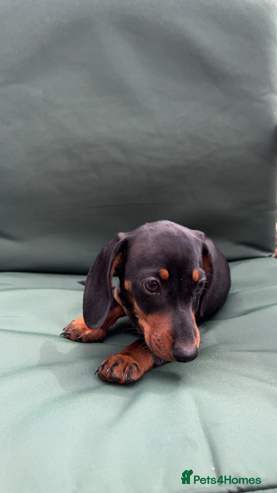 Dachshund dogs for sale: 1 male miniature dachshund  in Huntingdon - Advert 4