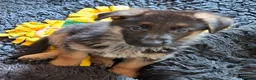 German Shepherd dogs for sale: 1 Gorgeous Male German Shepherd puppy - Advert 4