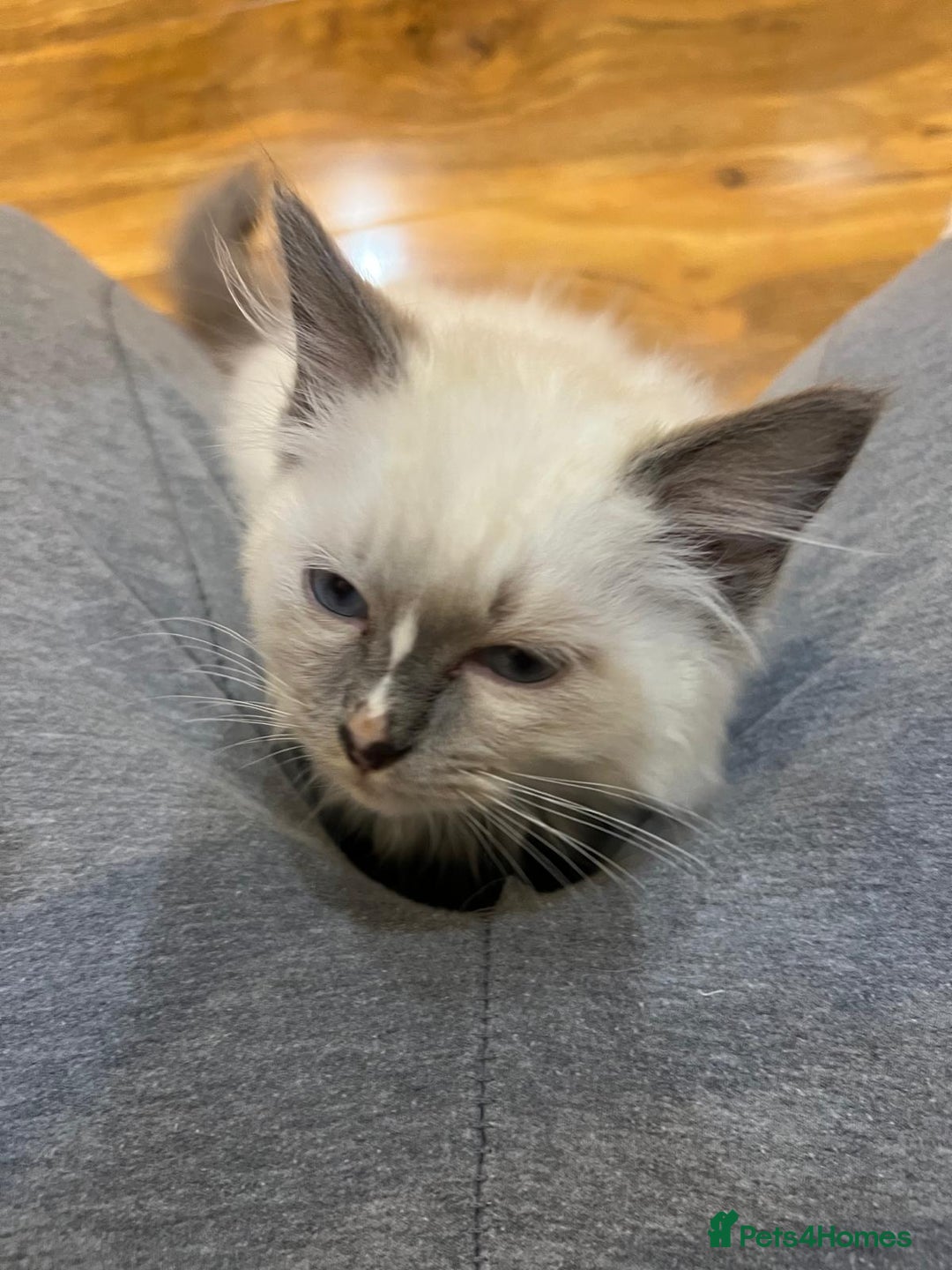 Ragdoll cats for sale: GCCF Registered Kittens*Ready to go* - Advert 1