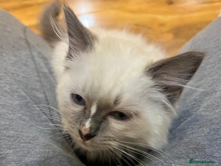 Ragdoll cats GCCF Registered Kittens*Ready to go* - Advert 1