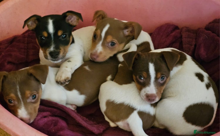 Jack Russell dogs Beautiful Jack Russell Puppies - Advert 13