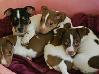 Jack Russell dogs Beautiful Jack Russell Puppies - Advert 7