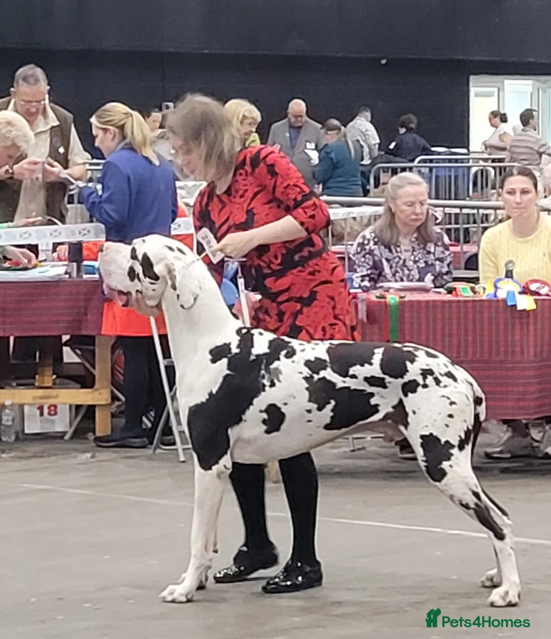 Great Dane dogs for stud: Great Dane for Stud in Bathgate - Advert 25