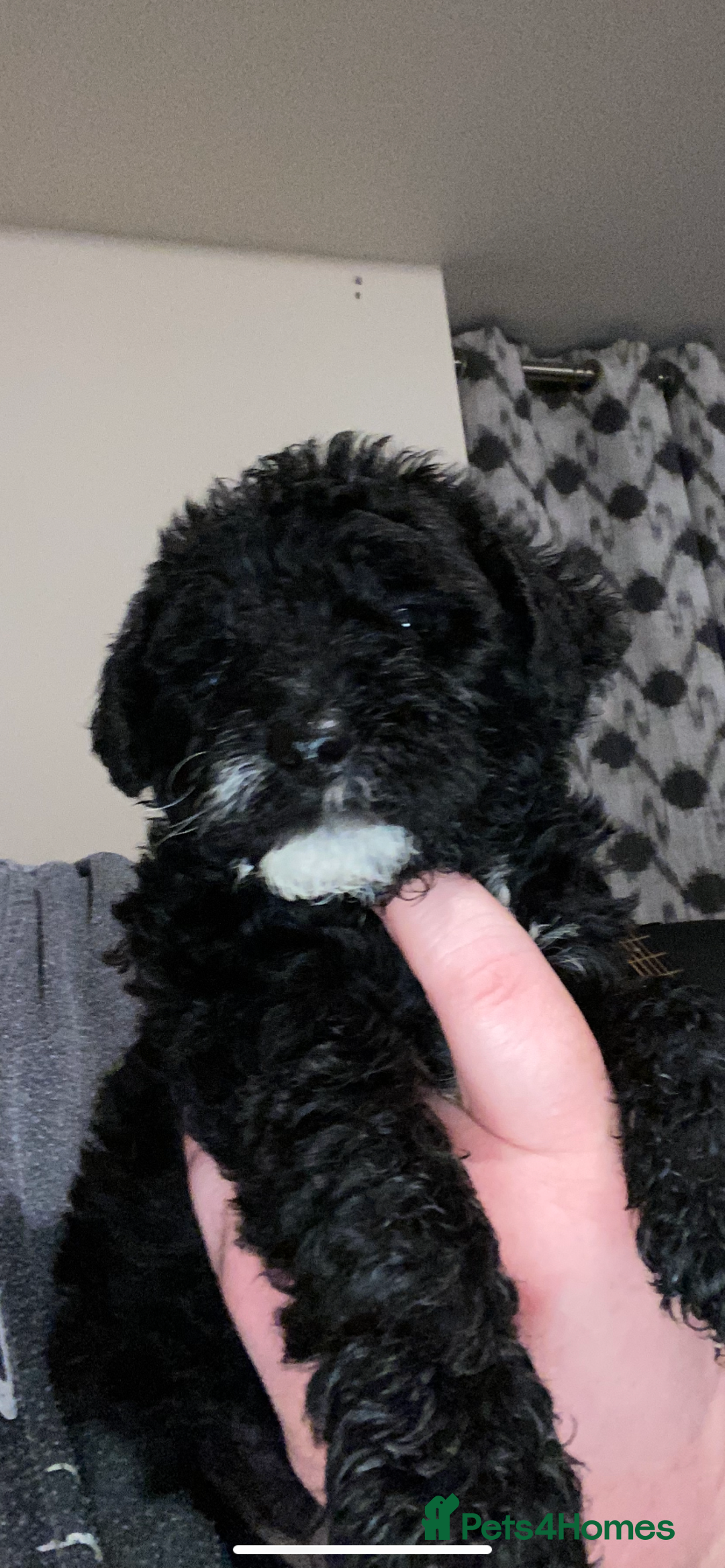 Toy Poodle dogs for sale: Beautiful Toy Poodle Pups  - Advert 37