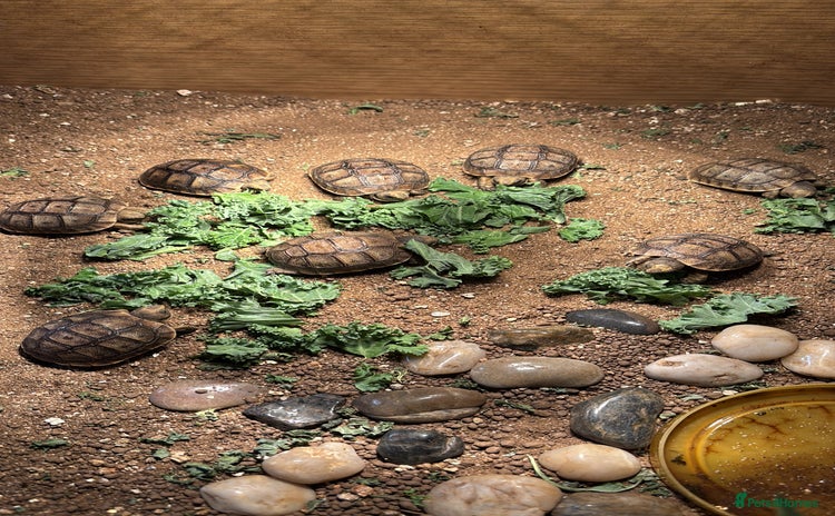 Tortoise reptiles - Advert 1