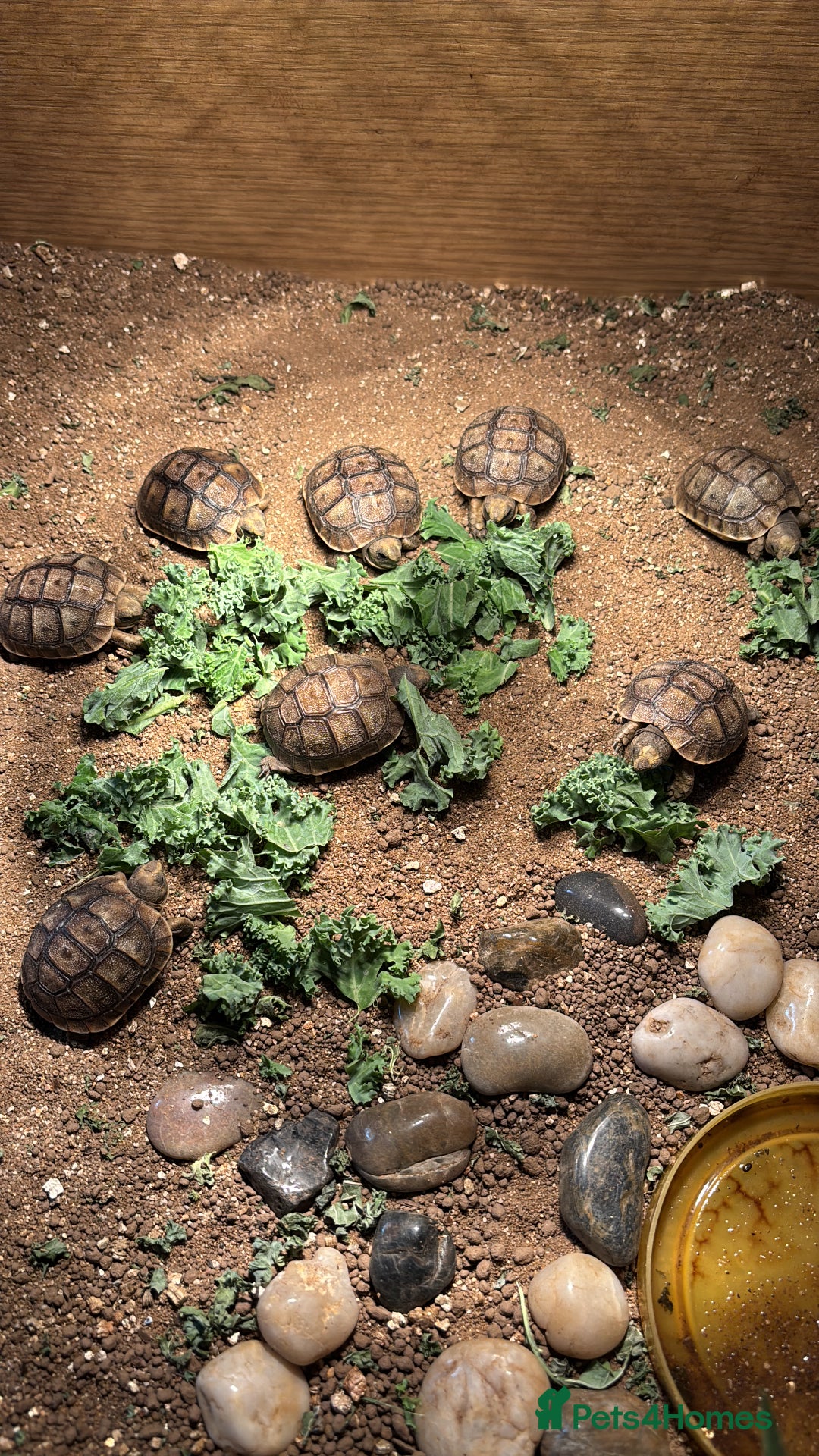 Tortoise reptiles for sale: Spur thighed hatchlings - Image 1
