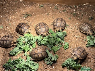 Tortoise reptiles - Advert 14