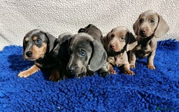 Dachshund dogs for sale: STANDARD DACHSHUND PRA CLR KC REG MANY CHAMPS - Image 7