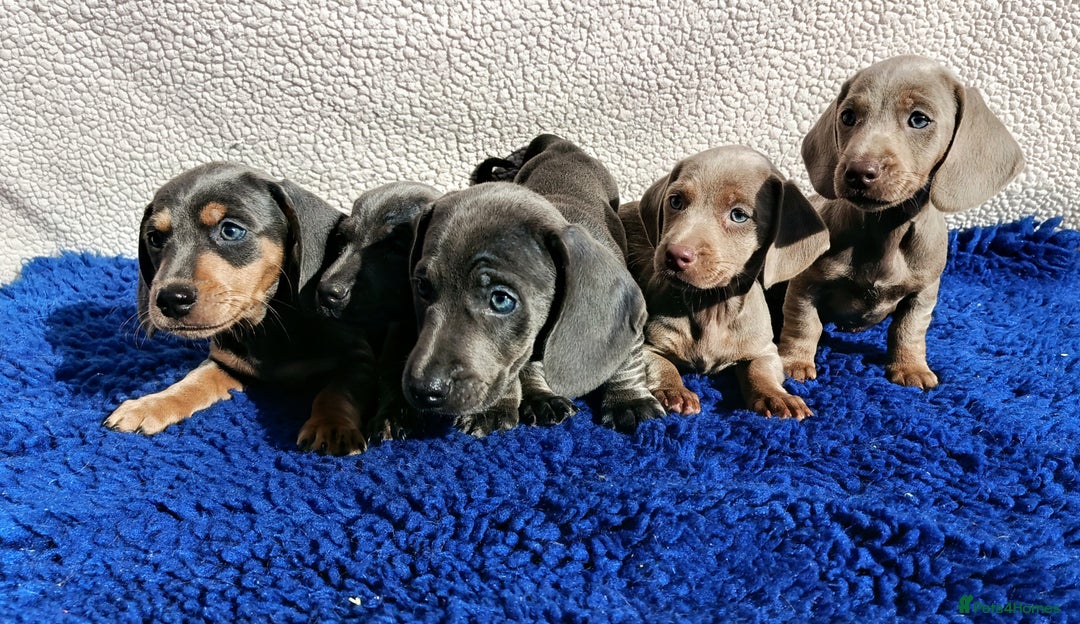 Dachshund dogs for sale: STANDARD DACHSHUND PRA CLR KC REG MANY CHAMPS - Image 7