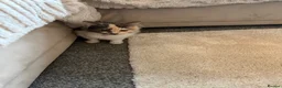 Mixed Breed cats for sale: Adorable female kitten  - Advert 6