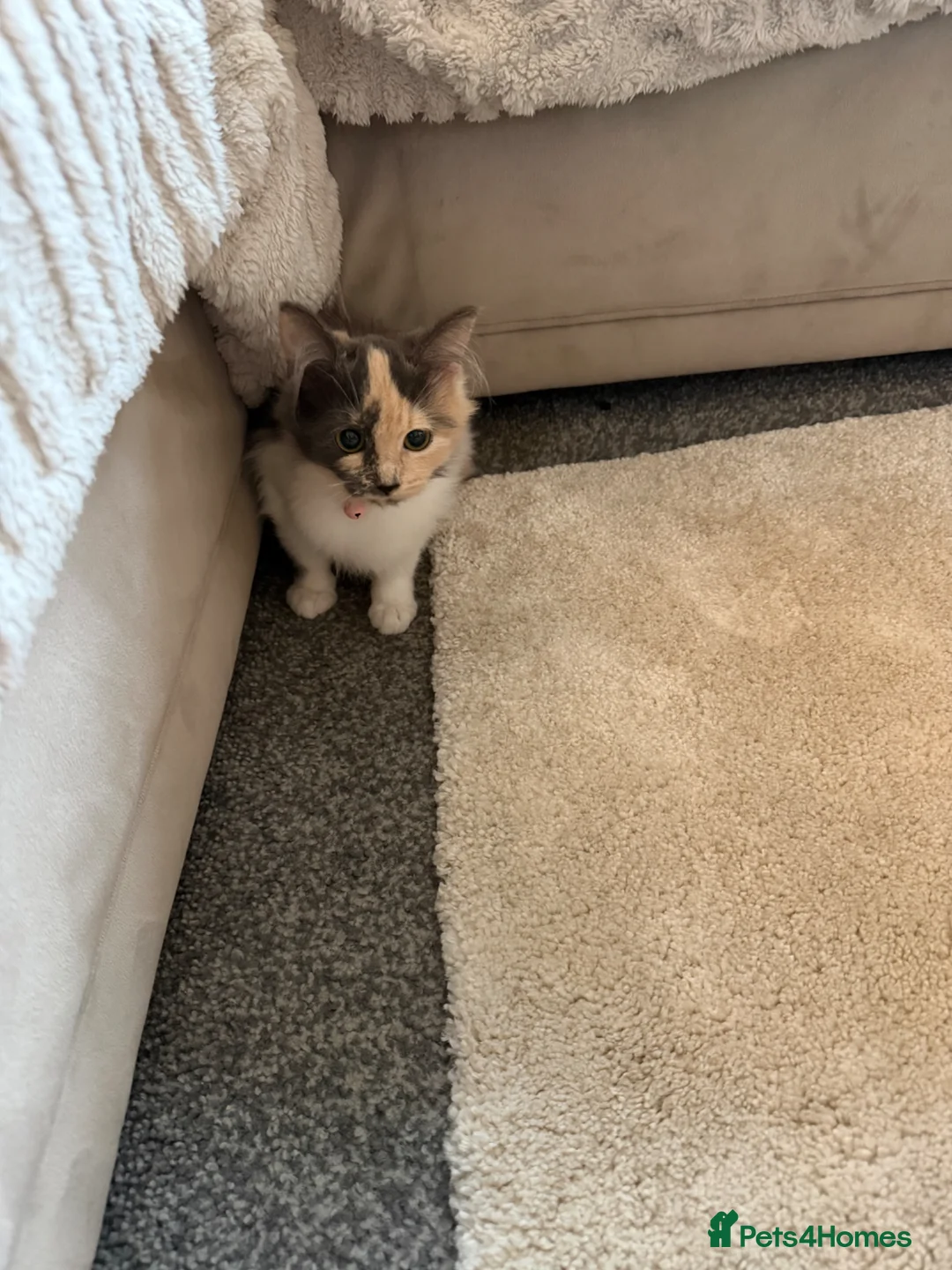 Mixed Breed cats for sale: Adorable female kitten  - Advert 6