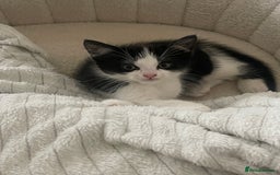 Mixed Breed cats for sale: Beautiful baby boy kitten - needs rehoming - Image 1