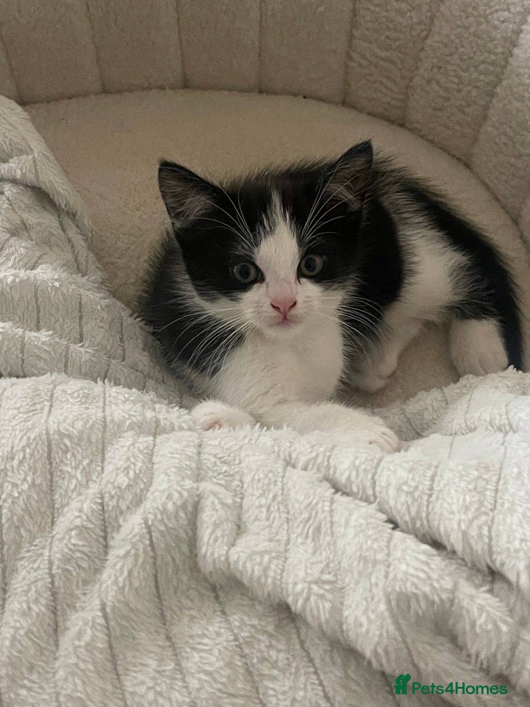 Mixed Breed cats for sale: Beautiful baby boy kitten - needs rehoming - Image 1