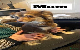 Chihuahua dogs for sale: Two beautiful Chihuahua puppy’s for sale.  - Image 2