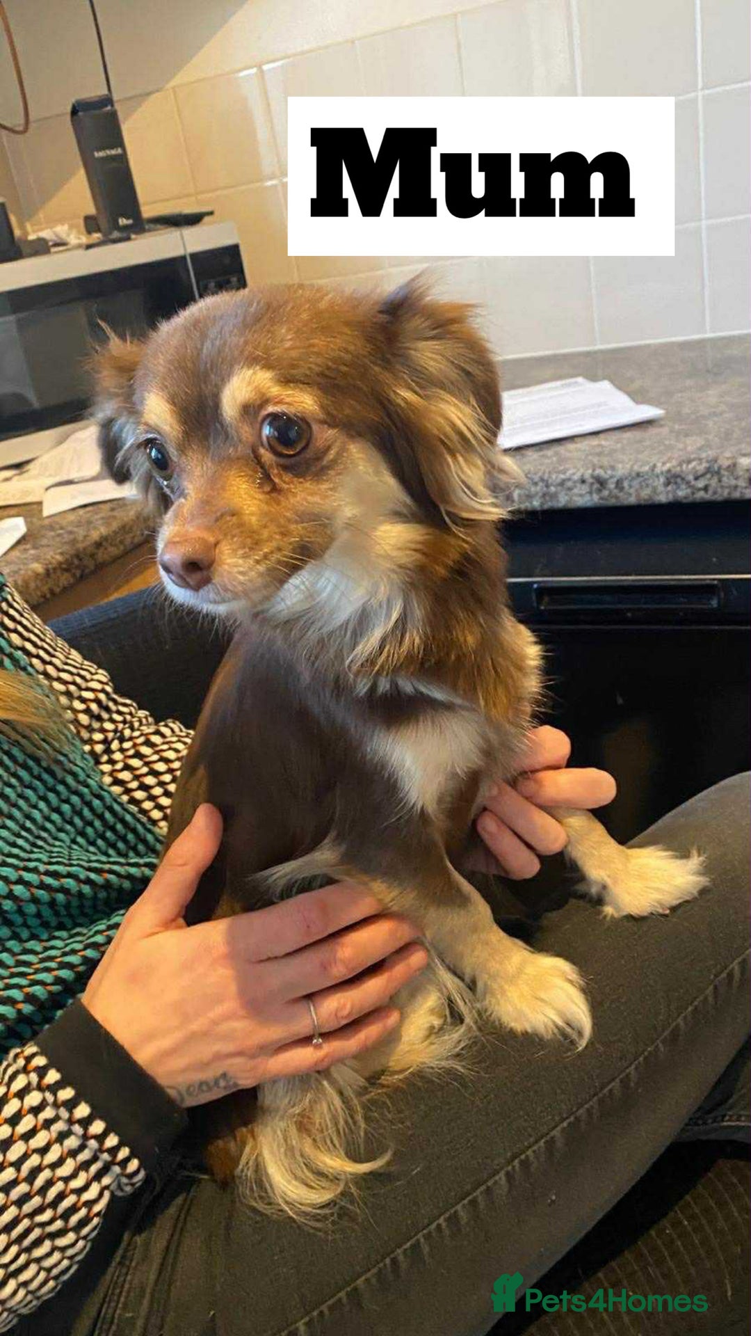 Chihuahua dogs for sale: Two beautiful Chihuahua puppy’s for sale.  - Image 2