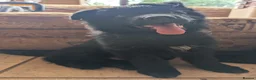 German Shepherd dogs for sale: Fully healthy tested parents, quality pups. - Advert 2