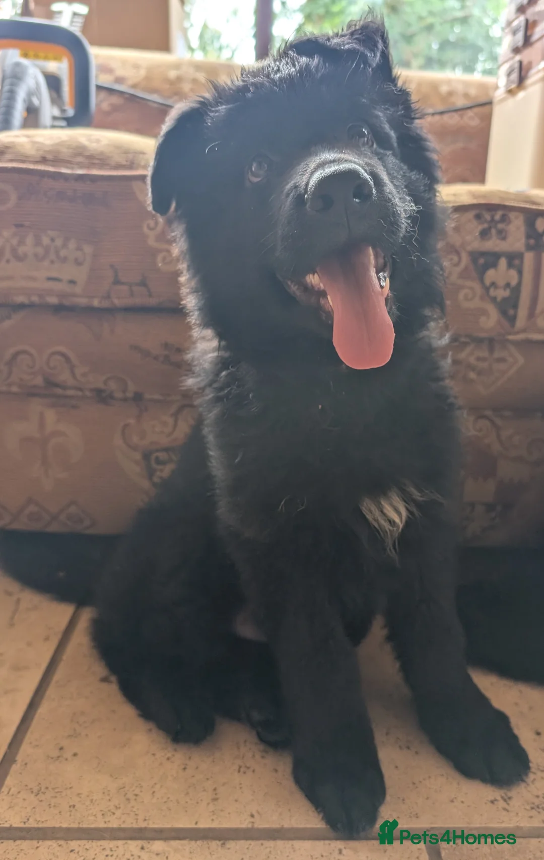 German Shepherd dogs for sale: Fully healthy tested parents, quality pups. - Advert 2