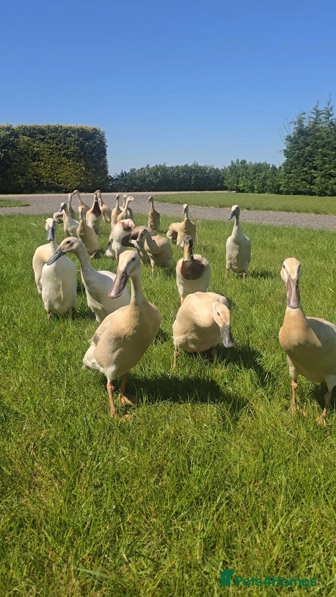 Ducks poultry for sale: Pure Breed Female Indian Runner Ducks Lincolnshire - Advert 1