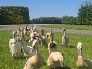 Ducks poultry Pure Breed Female Indian Runner Ducks Lincolnshire - Advert 1