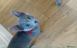 Russian Blue cats for sale: Russian Blue Kittens - Image 2
