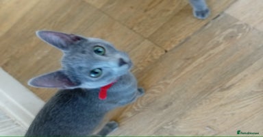 Russian Blue cats - Advert 15