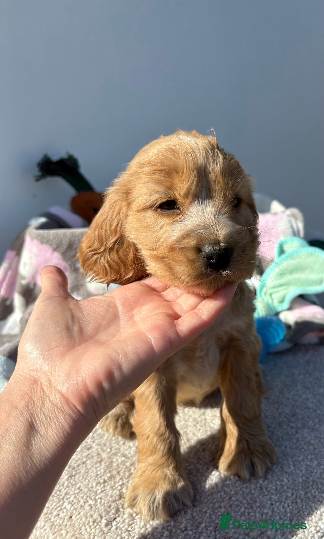 Cocker Spaniel dogs for sale: Show Cocker Spaniel puppies - Image 10