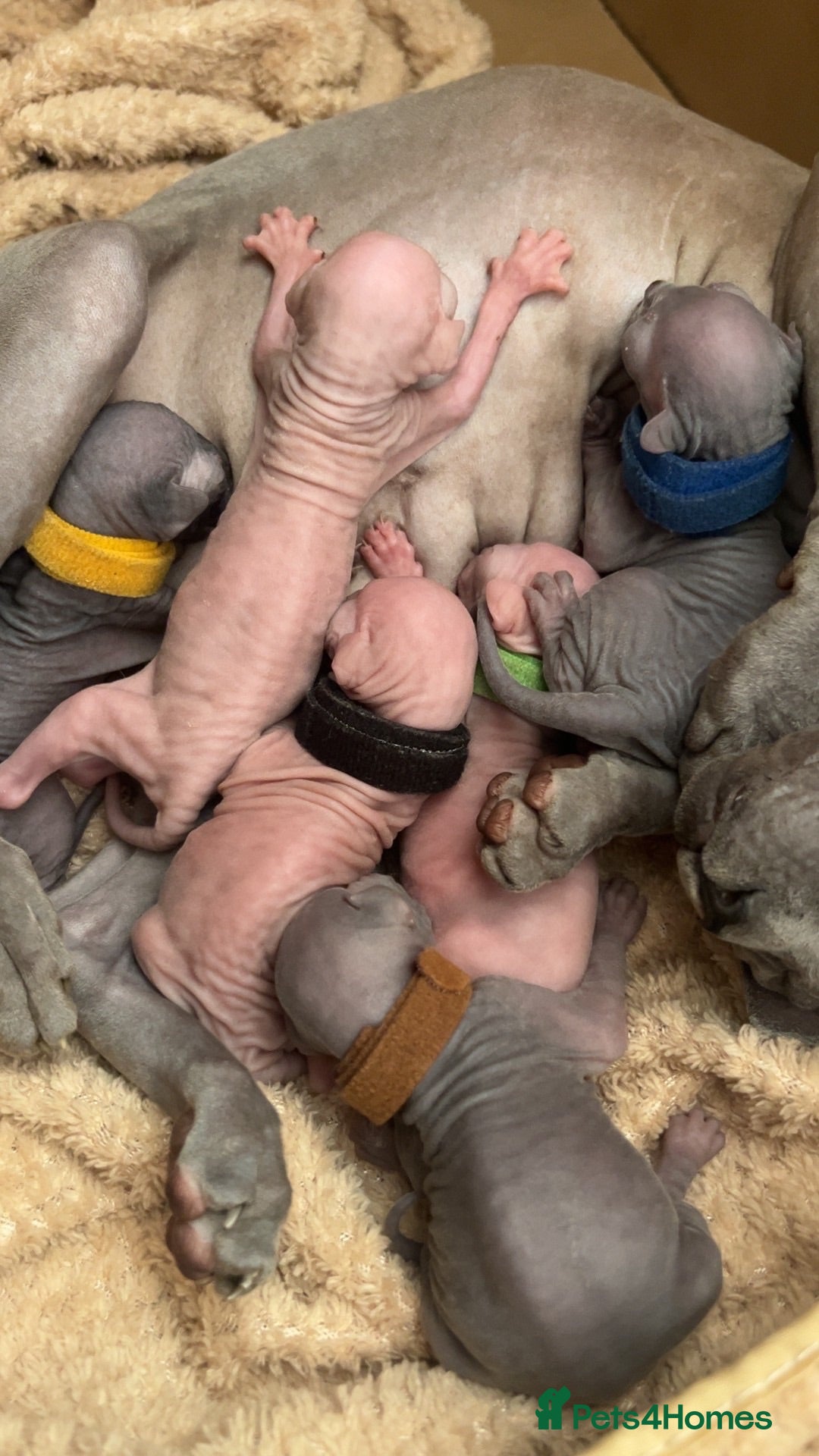 Sphynx cats expression of interest - Advert 2