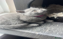 British Shorthair cats for sale: Last BSH Female kitten left, (ready to go NOW) in Ware - Image 6
