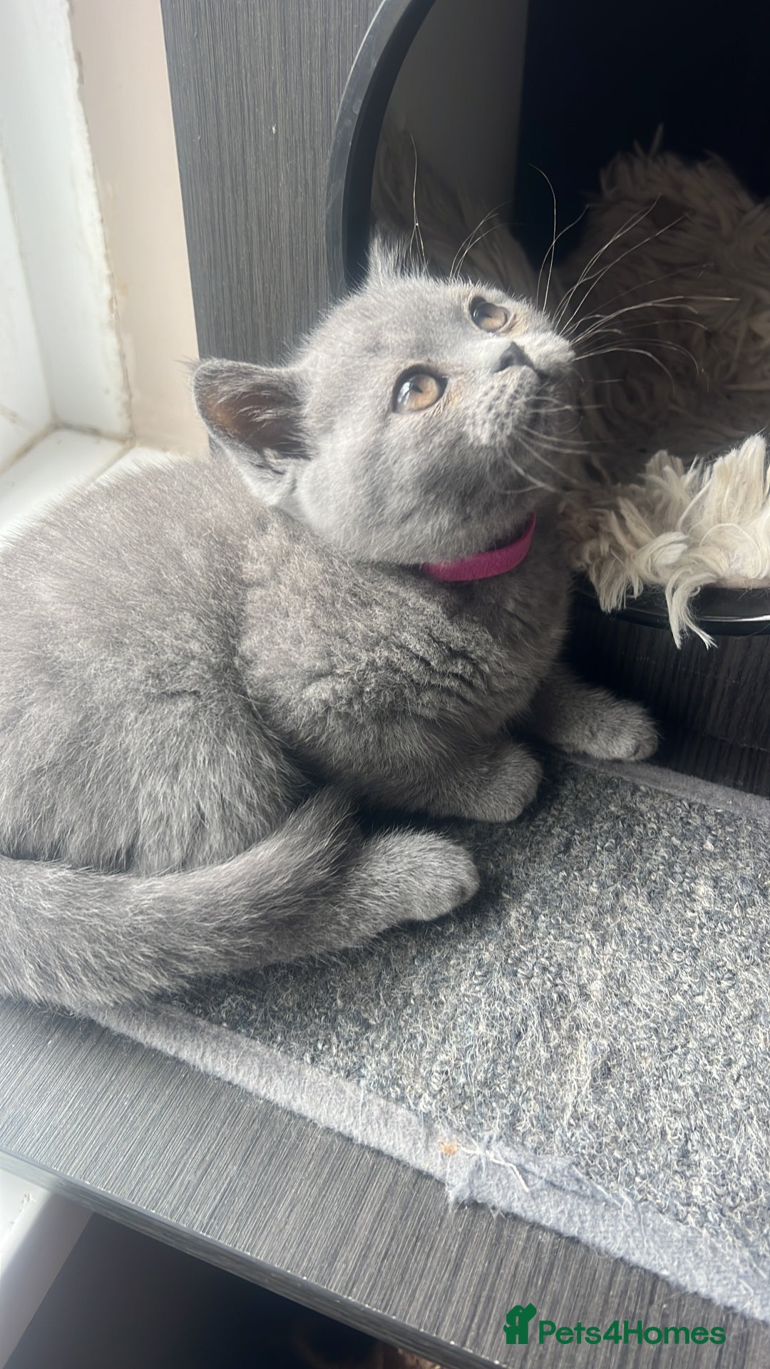 British Shorthair cats for sale: Last BSH Female kitten left, (ready to go NOW) in Ware - Image 6