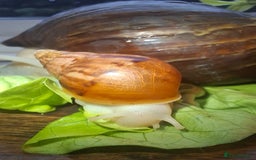 Snails invertebrates for sale: Giant african land snails Lissachantina Fulica - Image 4