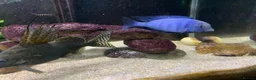Cichlids fish for sale: Tanganyika Cichlids +Malawi Hap. in Salisbury - Advert 2
