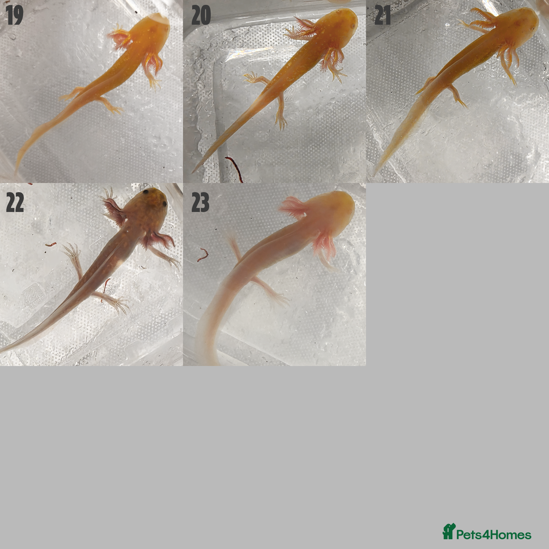Axolotl reptiles for sale: Juvenile Axolotls - 4 Months - 4 Inches in Telford - Advert 7