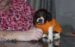 Cocker Spaniel dogs for sale: Cocker spaniel puppies - Image 2