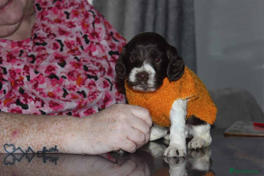 Cocker Spaniel dogs for sale: Cocker spaniel puppies - Image 2