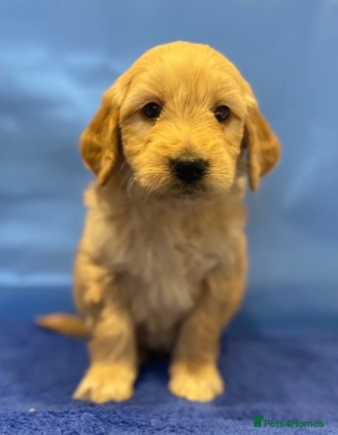 Goldendoodle dogs for sale: F1B Golden doodle pups - Advert 11