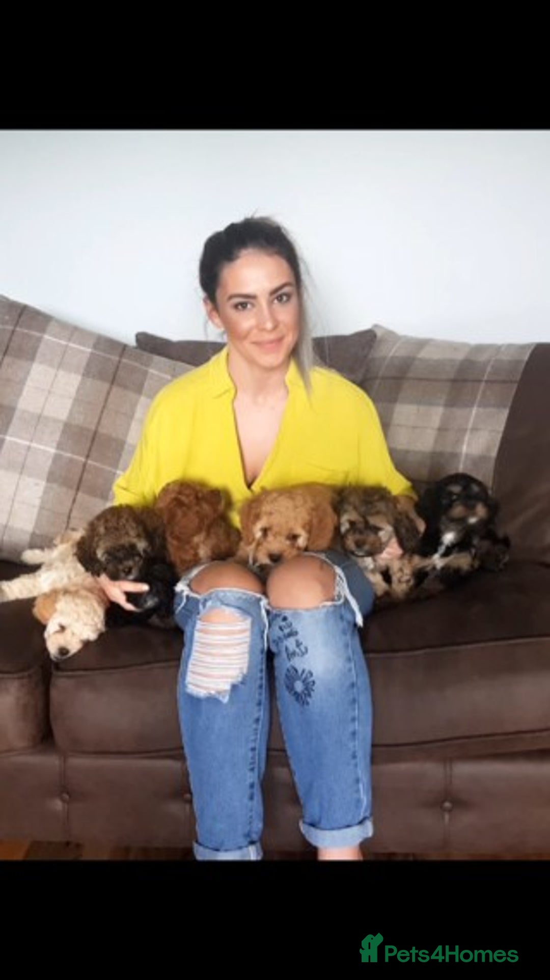 Miniature Poodle dogs for stud: Extensively Health Tested Deep Red Mini Poodle in Mansfield - Image 9