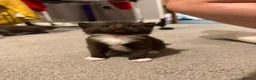 Mixed Breed cats for sale: 5 beautiful kittens  - Advert 15